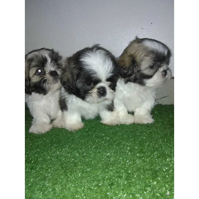 Schitzu Cachorros