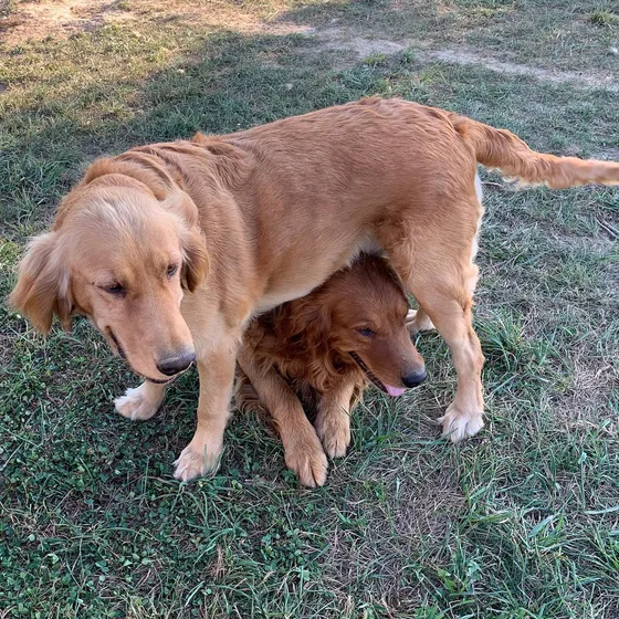 Bebés Golden De Pinamar A Todo El Mundo