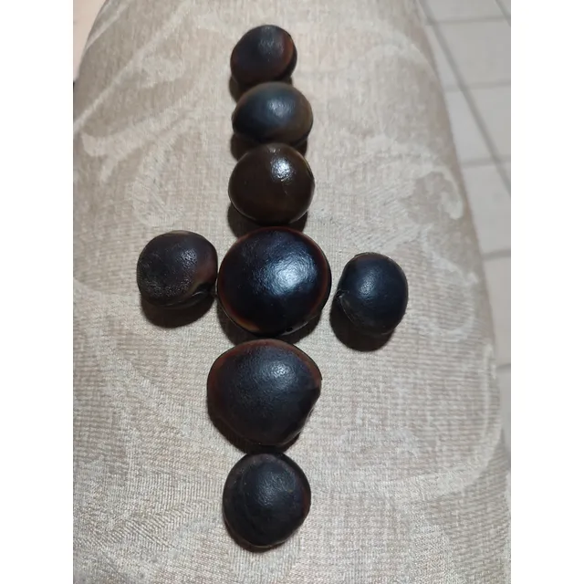 Ojo De Buey (pepa De Zamuro )