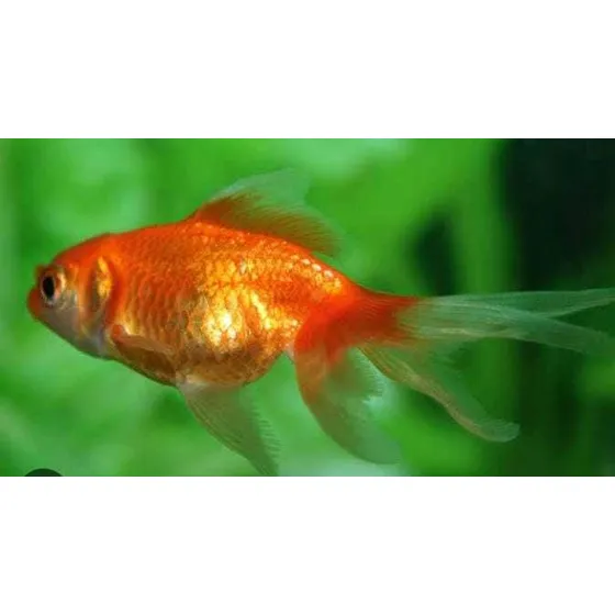 5 Peixes Dourado Ou Japonês O Mais Tradicional No Aquarismo 
