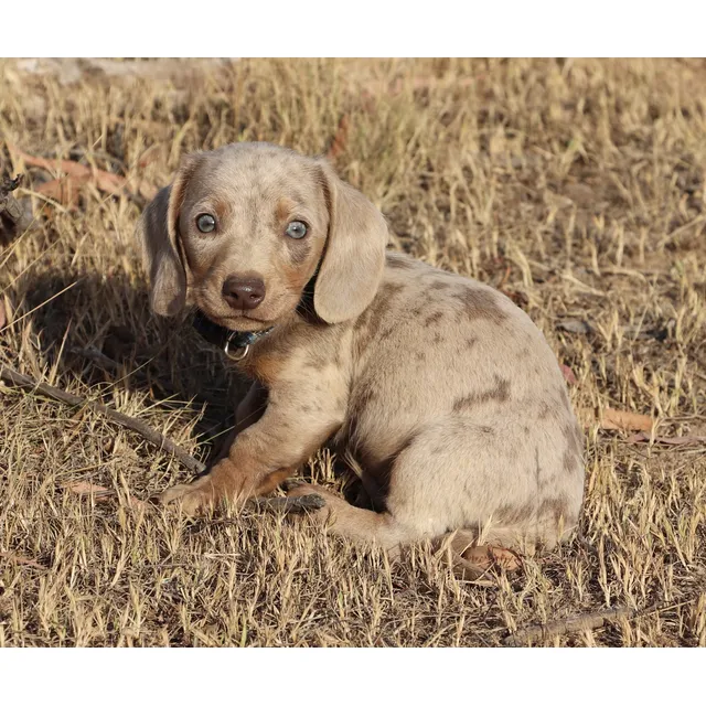 Dachshund Miniatura Salchichas Exóticos Y Estándar