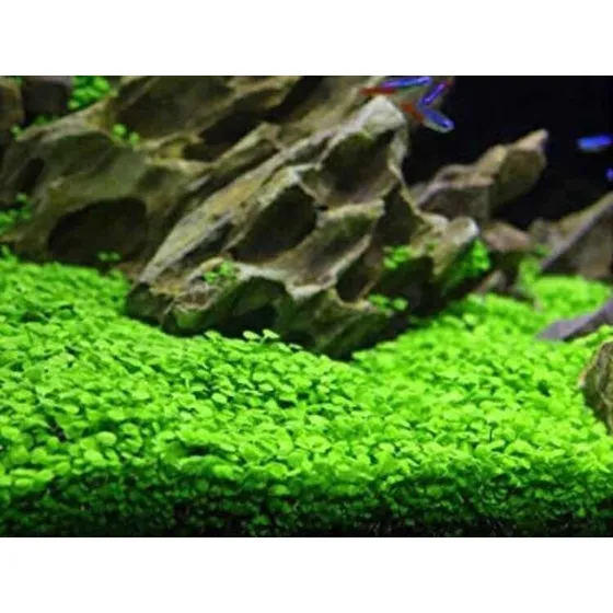 Planta Carpete Aquática Glossostigma 800 Sementes P/ Aquário