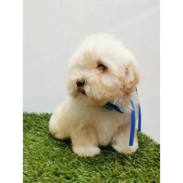 French Poodle Mini Toy