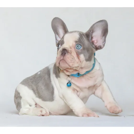 Bulldog Frances Femea Filhote Canil Minion Bull
