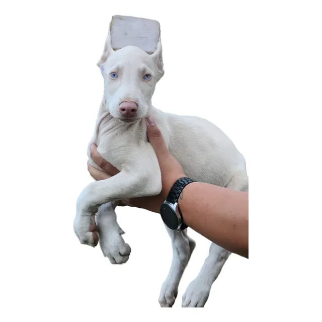 Cachorro Doberman Albina Palmira Animal Pets Colombia