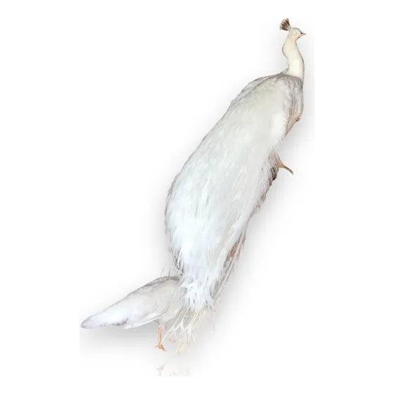 Casal De Pavão Branco