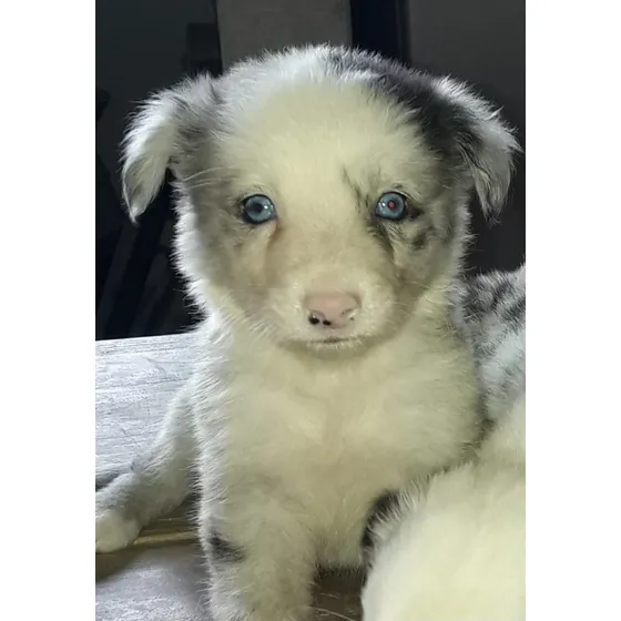 Border Collie Cachorros.  Entrega Sin Cargo.  
