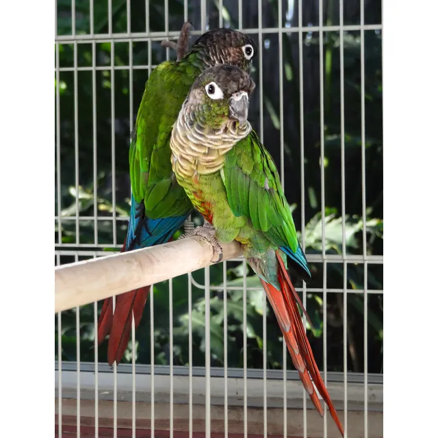 Pareja De Loros Pyrrhura - Anillados Y Con Certificación Sag