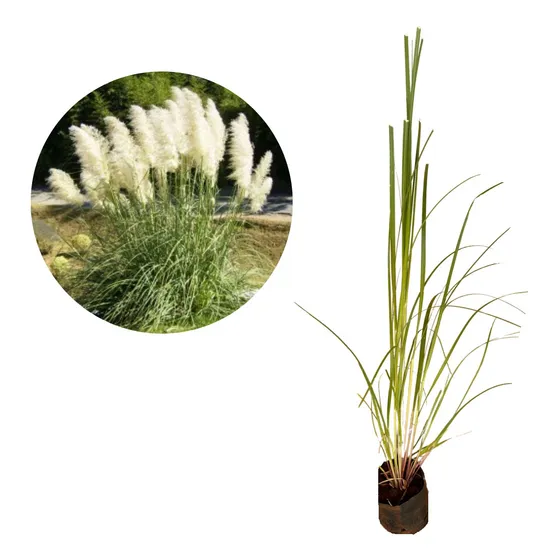 Excelente Muda De Capim Dos Pampas 