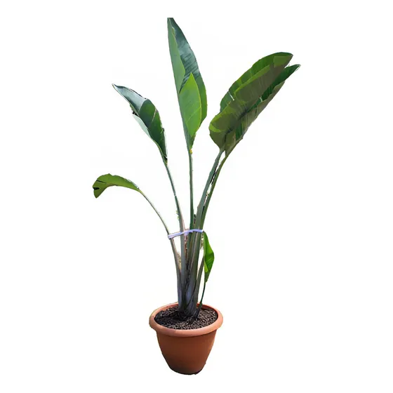 Planta Strelitzia Nicolai  2.40 Mt