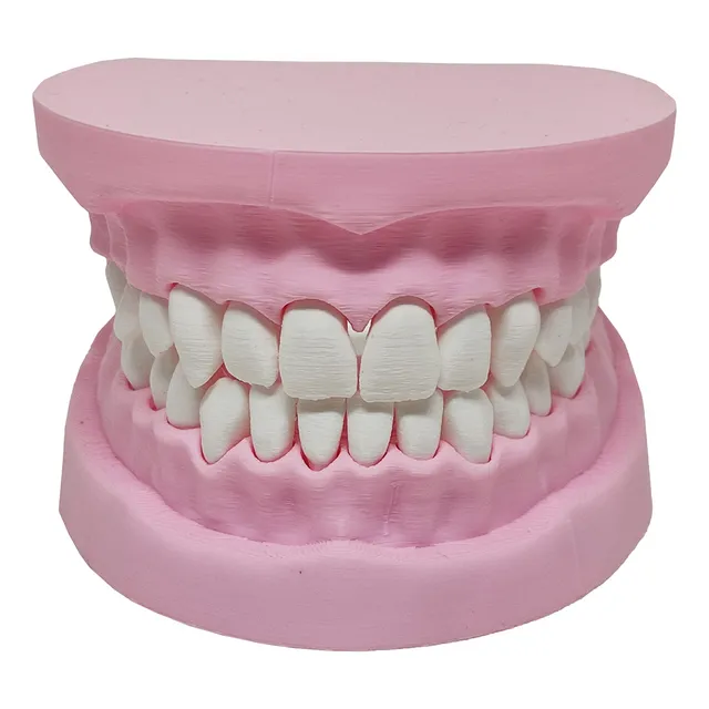 Arcada Dentária Modelo 3d Dente Gengiva Boca Anatomia