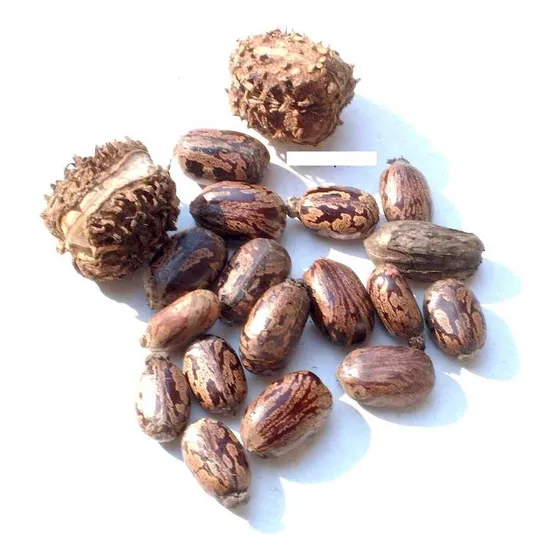 Semillas De Ricino Desde Misiones, 30 Unidades
