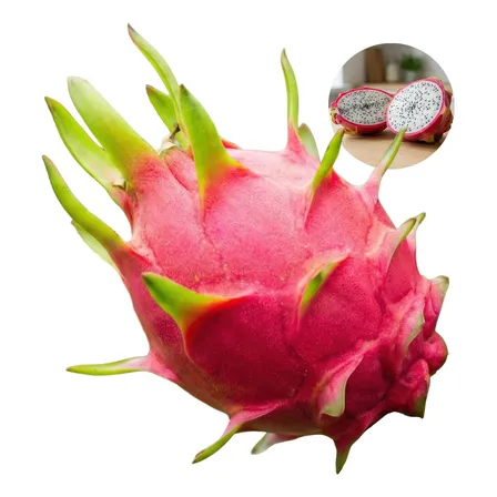 Kit 6 Mudas Pitaya Premium Vietnamense Gigante Autofertil