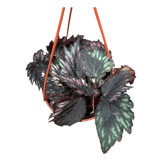 Begonia Rex Tenemos Variedad De Begonias