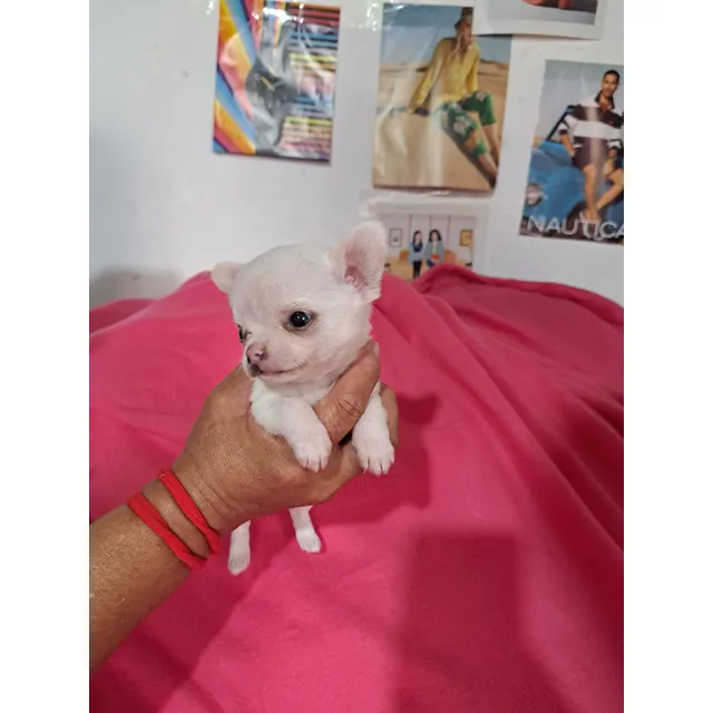 Chihuahua Macho Mini Cabeza De Manzana Crema