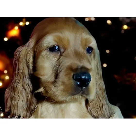 Cocker Spaniel Ingles-envios
