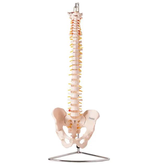 Coluna Vertebral Flexível P/ Estudo Anatomia Tamanho Natural