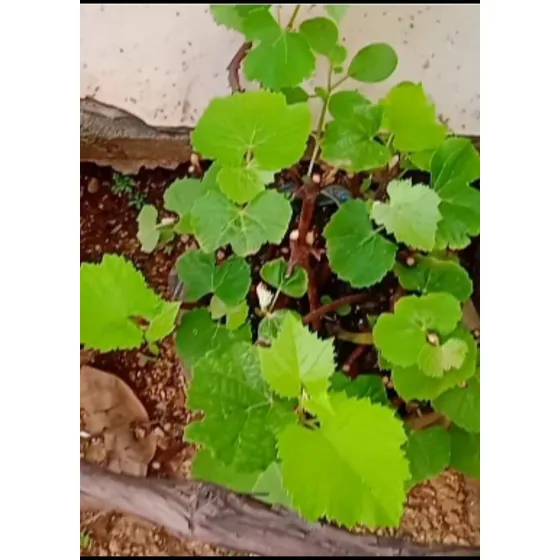 Plantas De Uva Moradas Criollas En Bolsas De Vivero