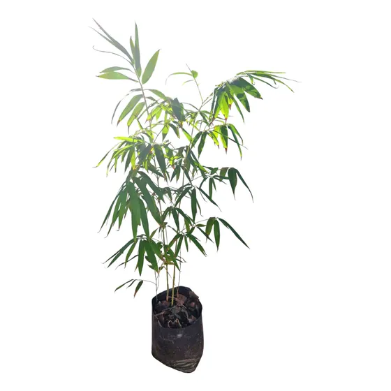 Bambú Moso (10 Lts)