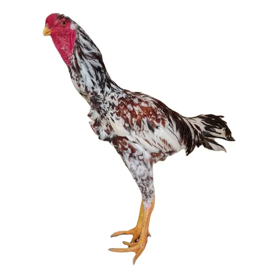 Ovos Galados Indio Gigante E Pintinhos Mil Flores E Pintadin