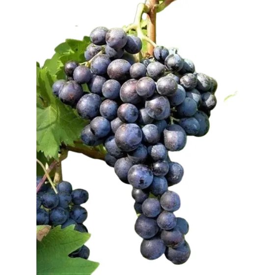 Paquete 4 Plantas Uva Moscatel Hamburgo Planta Uvas De Mesa