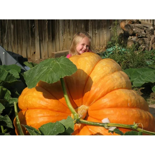 Semillas De Zapallo Calabaza Gigante Dill's Atlantic Giant