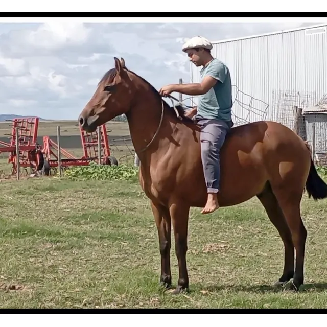 Caballo De Andar Manso Muy Buen Caballo De Buena Rienda