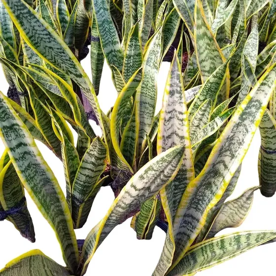 Promo Pack 10 Sansevieria Trifasciata - Lengua Suegra - M 12