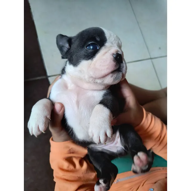 Cachorros Bulldog Inglés