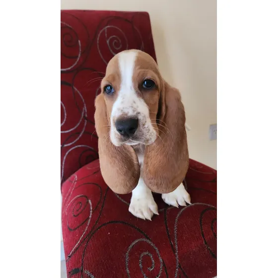 Cachorros Basset Hound