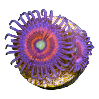 Coral Zoanthus Gobstopper Coral Zoanthus Gobstopper