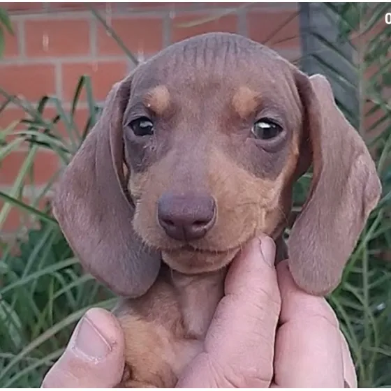Cachorro Dachshund Salchicha Mini Chocolate 