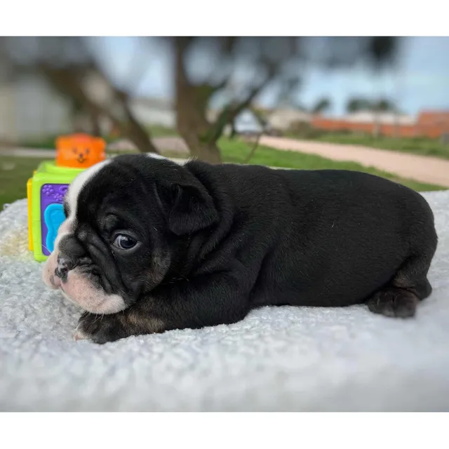 Bulldog Inglés Exotico Black Tri Con Pedrigee