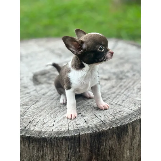 Chihuahua Mini  Hembra Blanco Y Negra