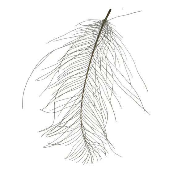 Plumas Cul De Canard. Cdc. Atado De Moscas. Fly Tying.