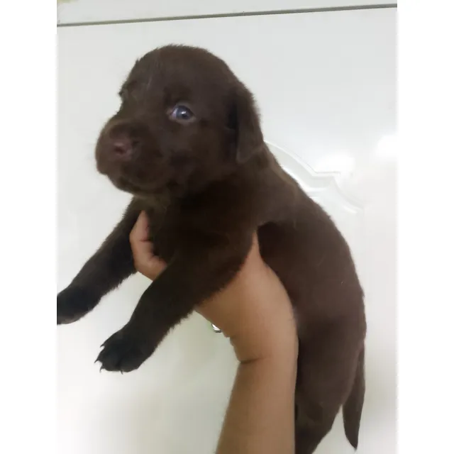 Cachorros