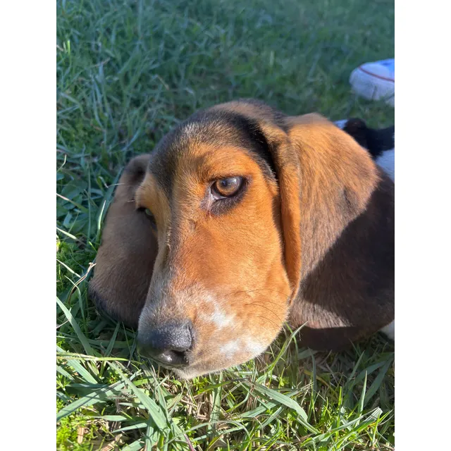 Cachorros Basset Hound Amarillo