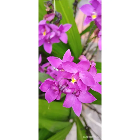 Orquídeas Naturales