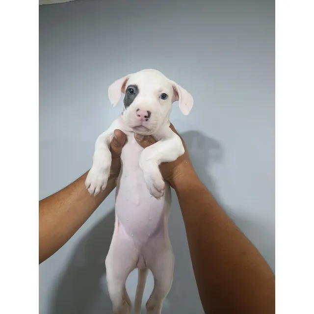 Cachorros Pitbull Vacunados Y Desparacitados