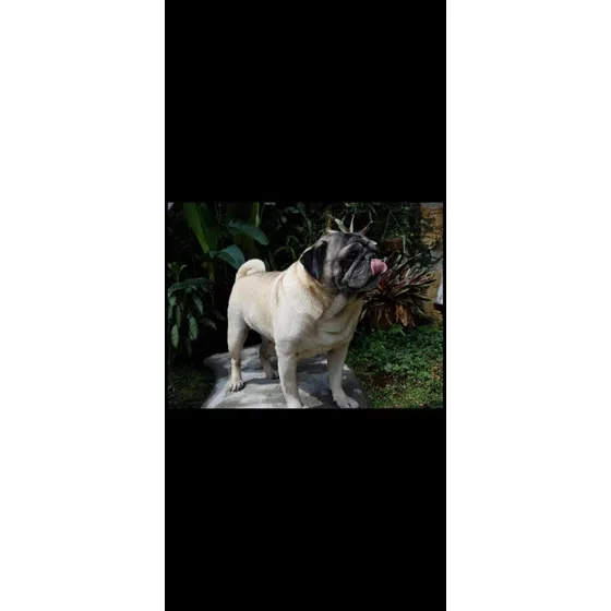 Estupendas Cachorras Pugs Kuma Listas Para  Regalo 