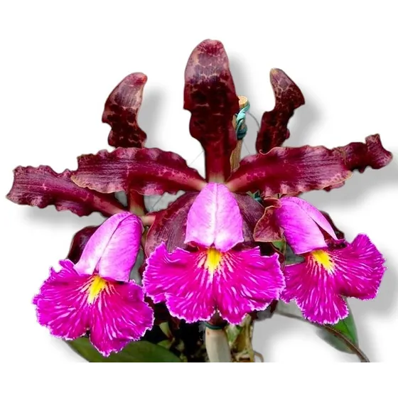 Touceira De Orquídea Cattleya Schileriana Adulta Já Florindo