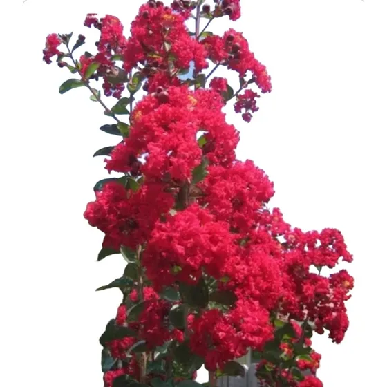 Crespon Lagerstroemia Indica 3,5 Mts - Naturaleza Activa