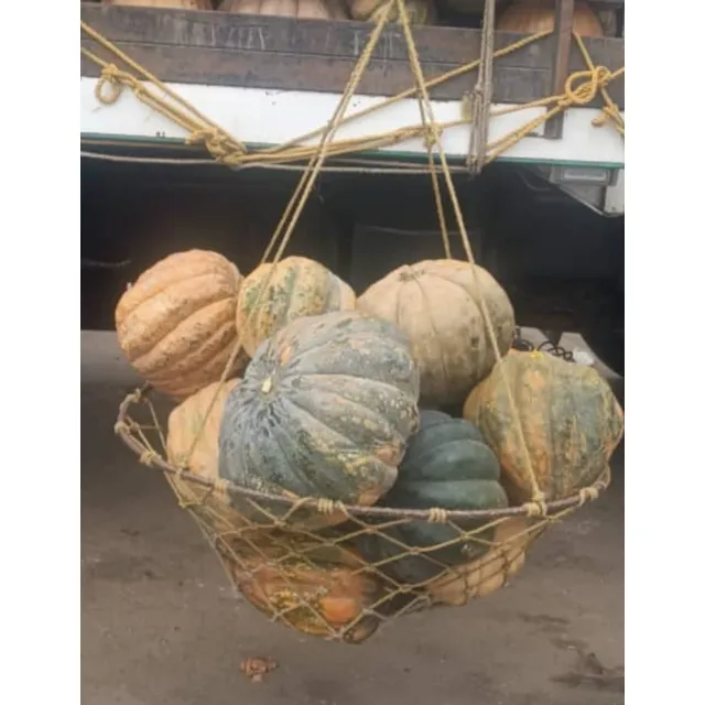 Semillas De Auyama Carupanera F2