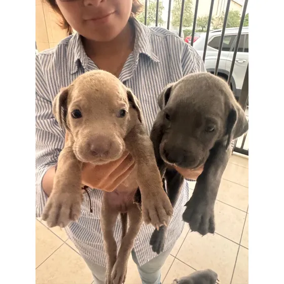 Cachorros Weimariner Braco De Weimar