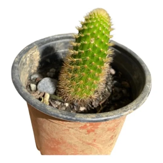 Cactus Cola De Mono Amarilla .
