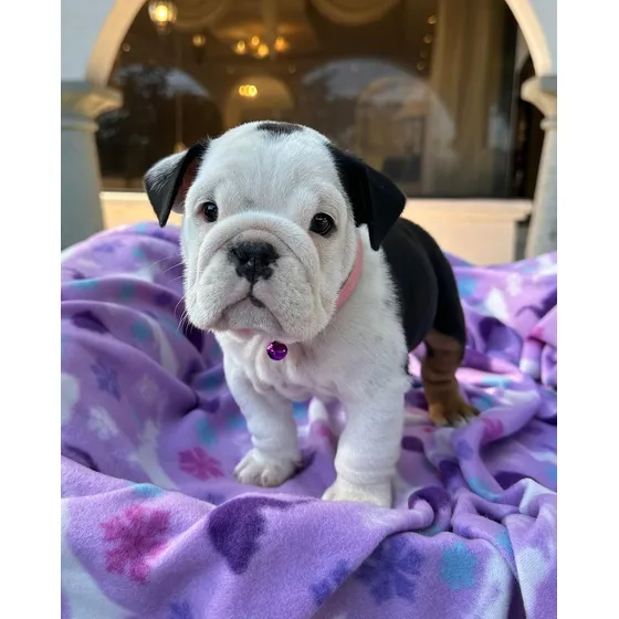 Cachorros Bulldog Ingles Pedigrí Vacunados Tienda Física