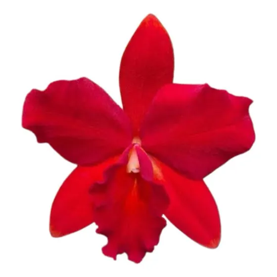 Orquídea Slc. Destine Orange Red Adulta