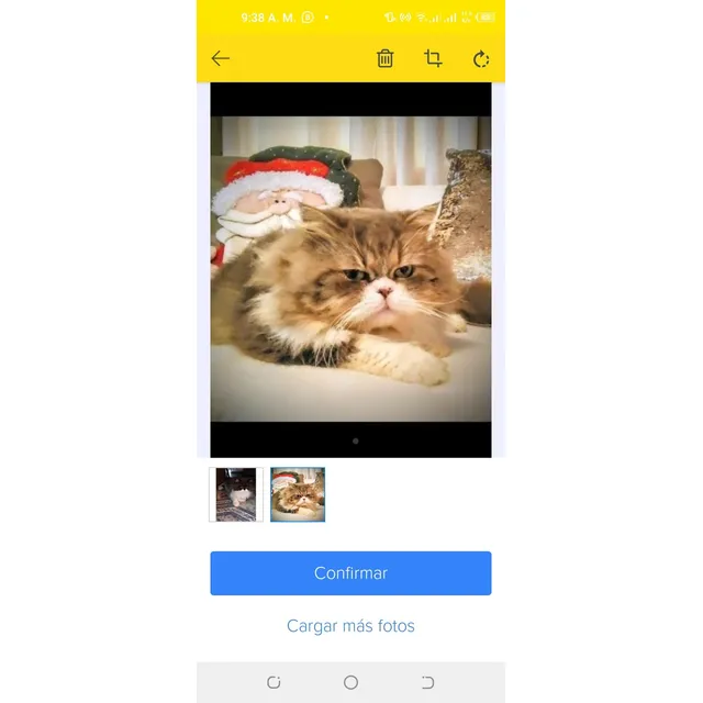 Gato Persa