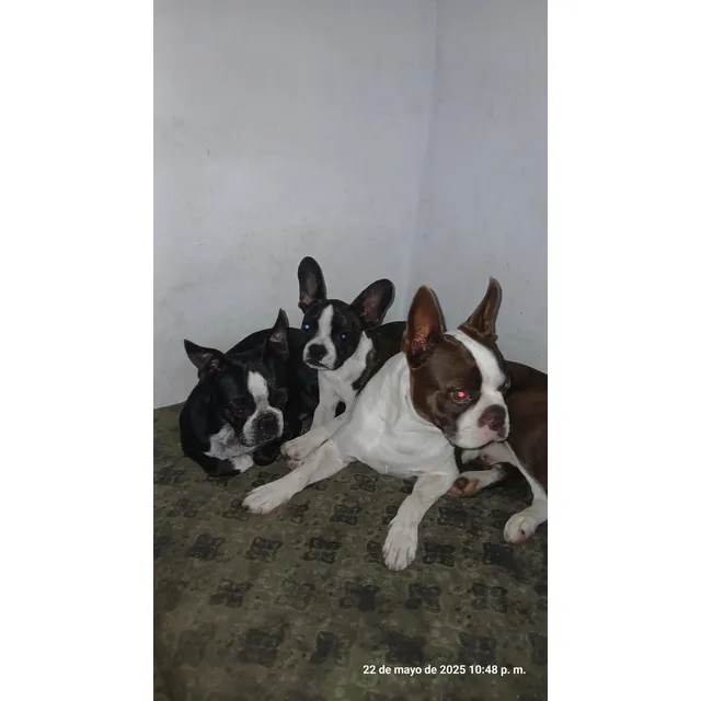 Cachorro Boston Terriel 3 Meses Vacunado