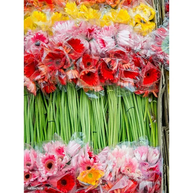 Gerberas Colores Varios